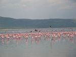 14416 Flamingo's.jpg